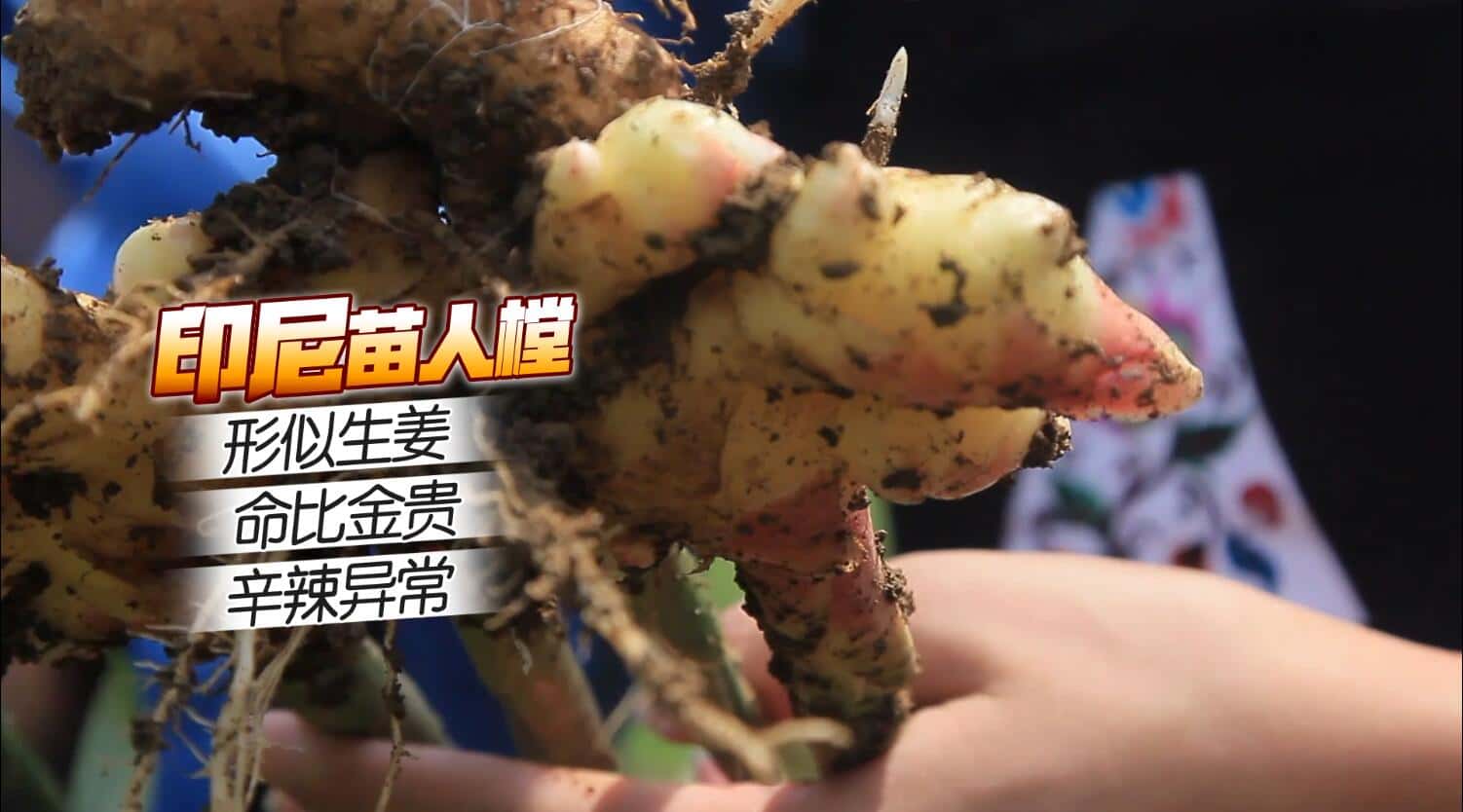 20220618132810909187.jpg 印尼苗人樘育发液6.jpg