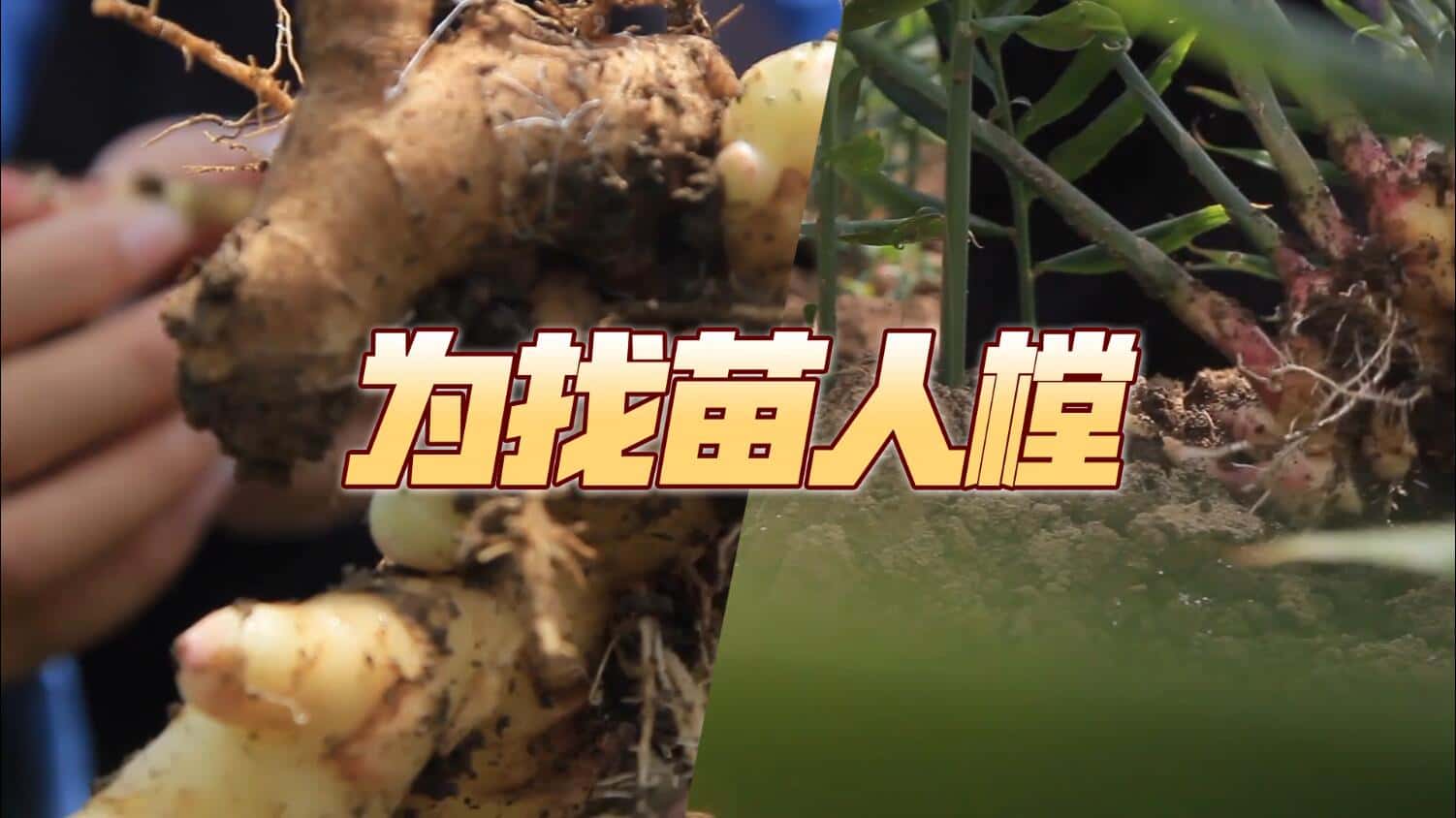 20220618132826916213.jpg 印尼苗人樘育发液8.jpg